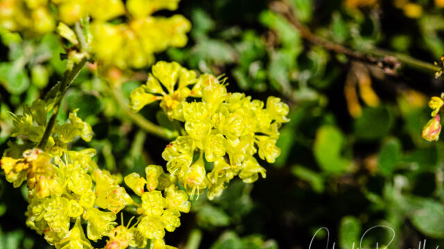 Eriogonum umbellatum Sulphur buckwheat, Eriogonum umbellatum