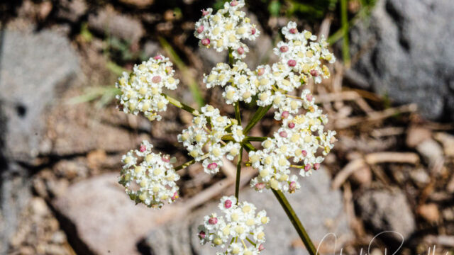 Ligusticum grayi Gray's lovage, Ligusticum grayi