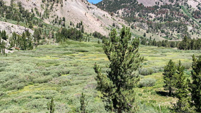 The lower meadow by the foot of the falls. The trail to Mt Rose croses this and heads up Mt Rose, on the right (we didn't go that far) Galena Falls trail