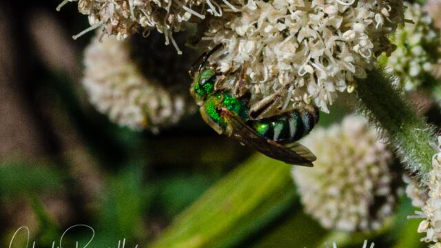 Agapostemon sp. Striped Sweat Bee, Agapostemon sp.