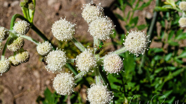 Angelica capitellata Ranger's buttons, Angelica capitellata