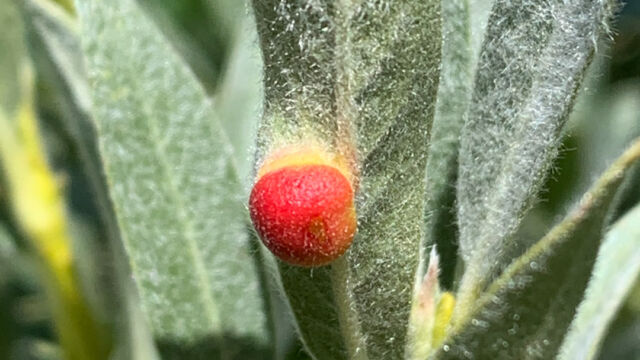 Pontania californica Willow Apple Gall Sawfly, Pontania californica
