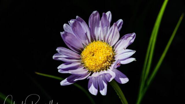 Erigeron glacialis Wandering fleabane, Erigeron glacialis