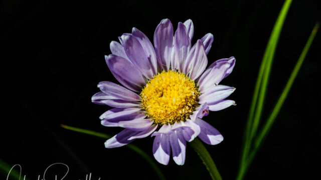 Erigeron glacialis Wandering fleabane, Erigeron glacialis