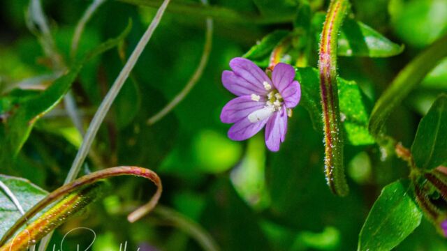 Epilobium ciliatum Fringed willowherb, Epilobium ciliatum