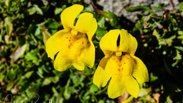 Erythranthe tilingii Tiling's monkeyflower, Erythranthe tilingii