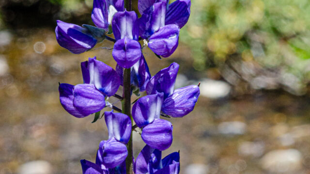 Lupinus polyphyllus var. burkei Meadow lupine, Lupinus polyphyllus var. burkei
