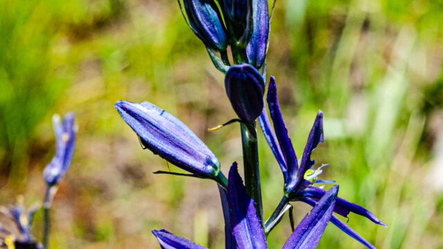 Camassia quamash ssp. breviflora Small camas, Camassia quamash ssp. breviflora