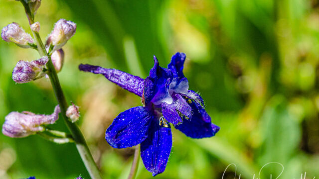 Delphinium depauperatum Dwarf larkspur, Delphinium depauperatum