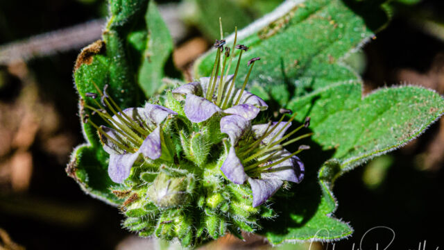 Hydrophyllum occidentale Western waterleaf, Hydrophyllum occidentale