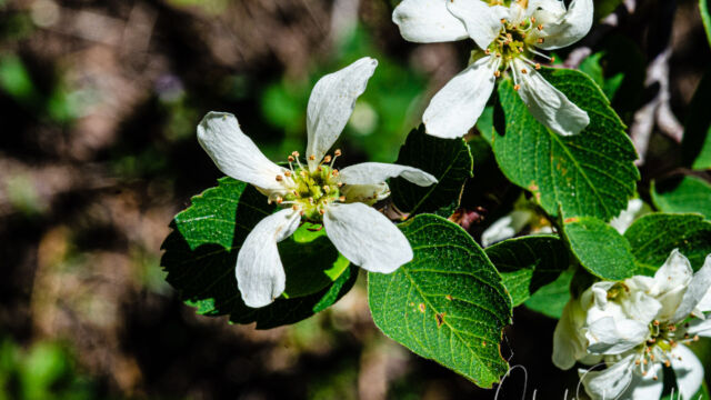Amelanchier utahensis Utah service berry, Amelanchier utahensis