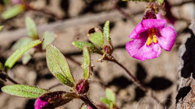 Diplacus torreyi Torrey's monkeyflower, Diplacus torreyi