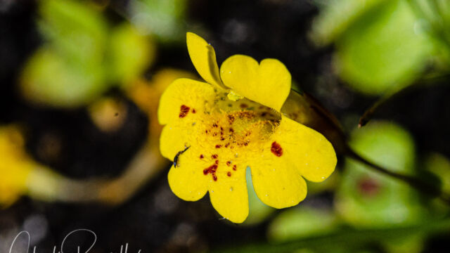 Erythranthe primuloides Primrose monkeyflower, Erythranthe primuloides