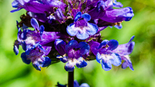 Penstemon rydbergii var. oreocharis Meadow penstemon, Penstemon rydbergii var. oreocharis