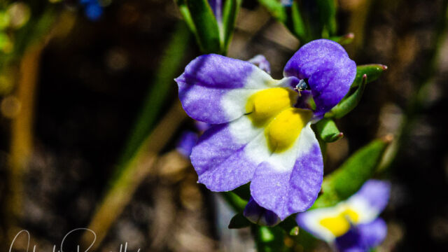 Porterella carnosula Porterella, Porterella carnosula