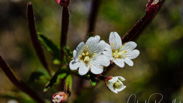 Epilobium ciliatum ssp. ciliatum Fringed willowherb, Epilobium ciliatum ssp. ciliatum