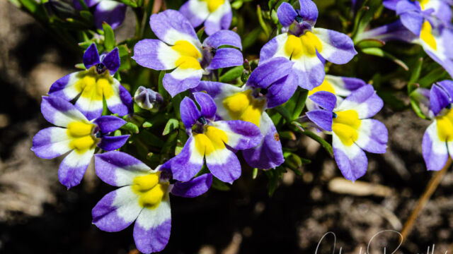 Porterella carnosula Porterella, Porterella carnosula