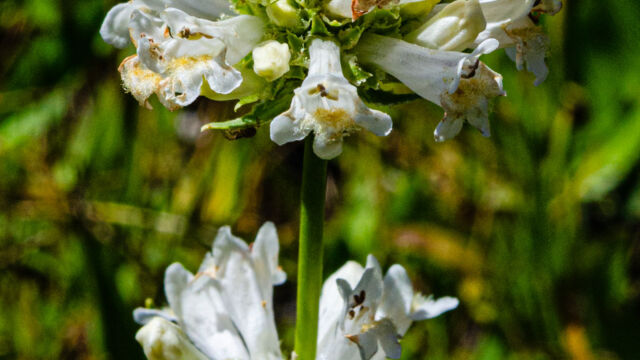 Penstemon rydbergii var. oreocharis. White variation Meadow penstemon, Penstemon rydbergii var. oreocharis