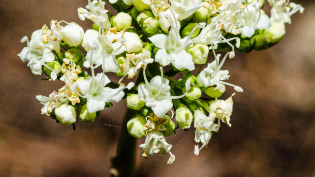 Valeriana californica California valerian, Valeriana californica