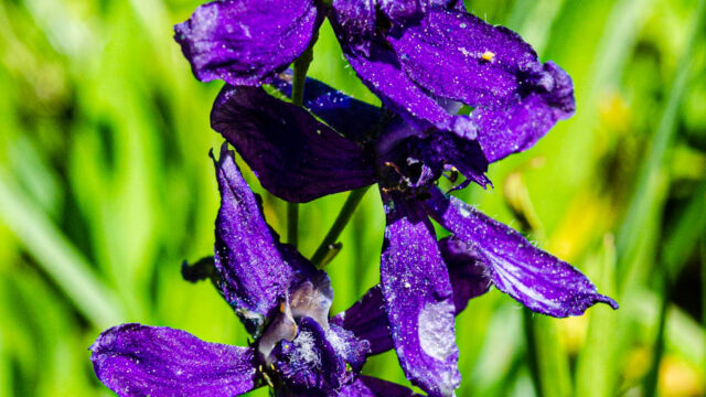 Delphinium depauperatum Dwarf larkspur, Delphinium depauperatum