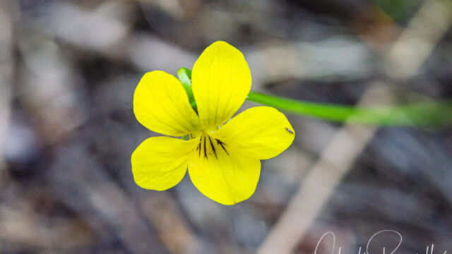 Viola praemorsa Canary violet, Viola praemorsa