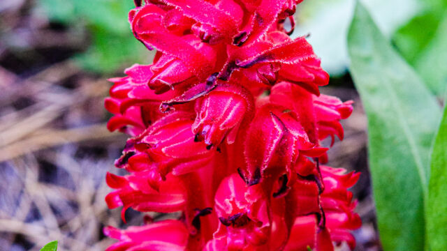 Sarcodes sanguinea Snow plant, Sarcodes sanguinea