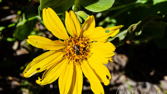 Wyethia mollis Woolly mule ears, Wyethia mollis
