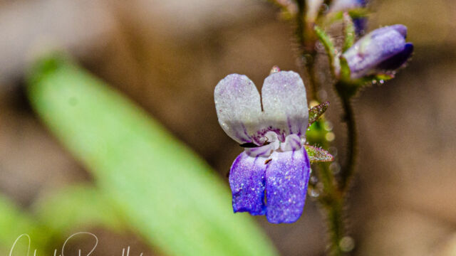 Collinsia torreyi Torrey's blue eyed mary, Collinsia torreyi