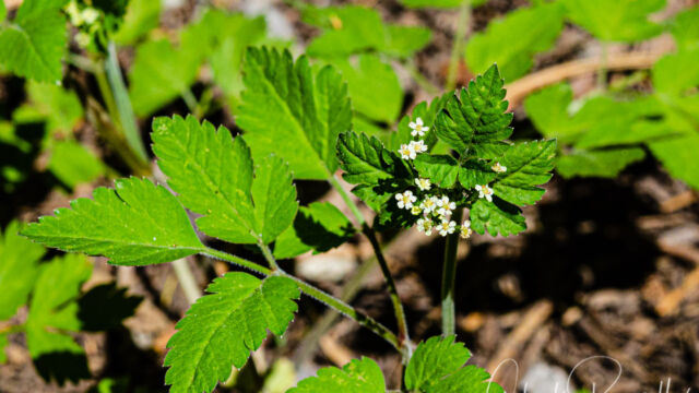 Osmorhiza berteroi Sweet cicely, Osmorhiza berteroi