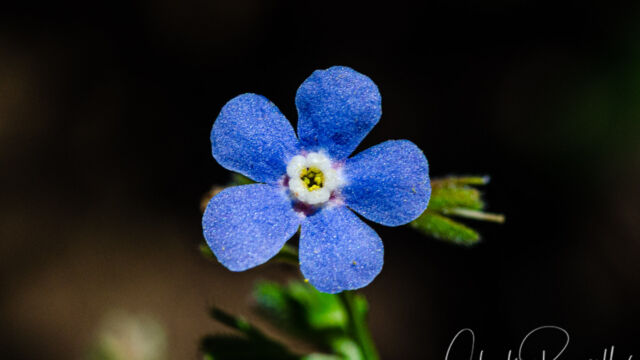 Hackelia micrantha Jessica stickseed, Hackelia micrantha