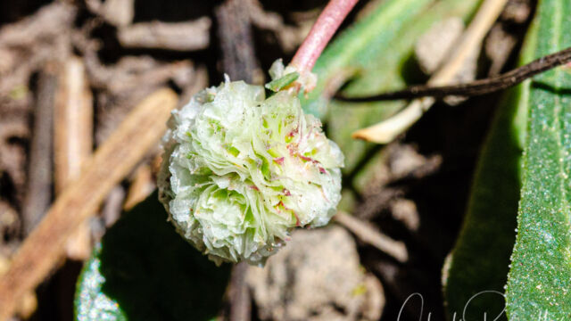 Calyptridium monospermum One seeded pussypaws, Calyptridium monospermum