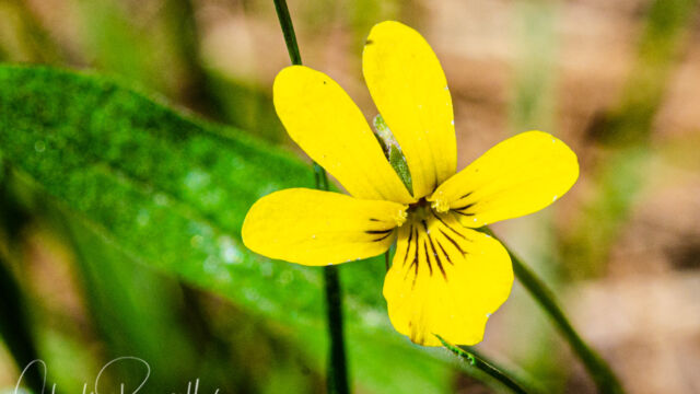 Viola purpurea Goosefoot violet, Viola purpurea