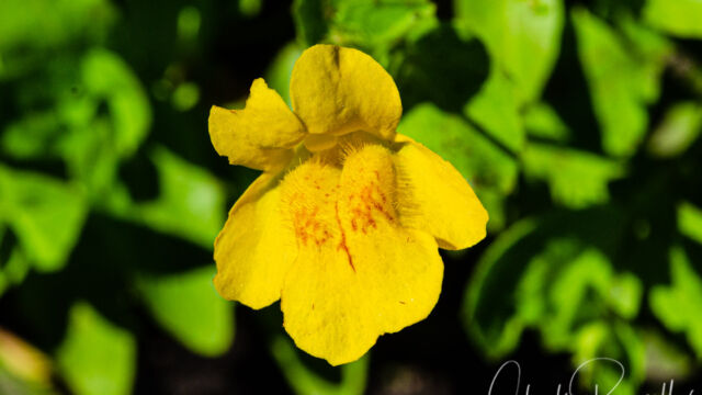 Erythranthe tilingii Tiling's monkeyflower, Erythranthe tilingii