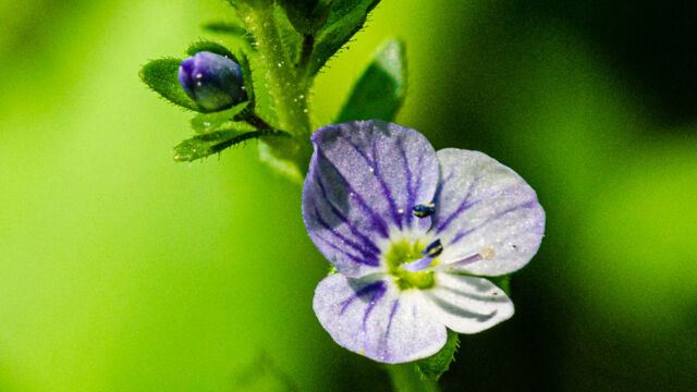 Veronica serpyllifolia ssp. humifusa Bright blue speedwell, Veronica serpyllifolia ssp. humifusa