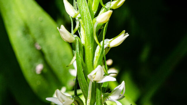 Platanthera dilatata var. leucostachys Sierra bog orchid, Platanthera dilatata var. leucostachys