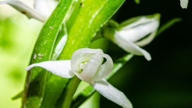 Platanthera dilatata var. leucostachys Sierra bog orchid, Platanthera dilatata var. leucostachys