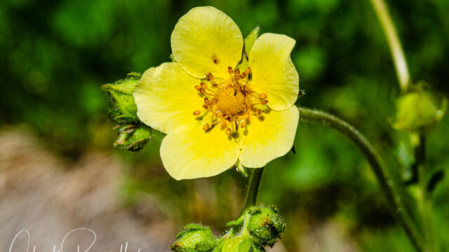 Drymocallis glandulosa var. glandulosa Sticky cinquefoil, Drymocallis glandulosa var. glandulosa