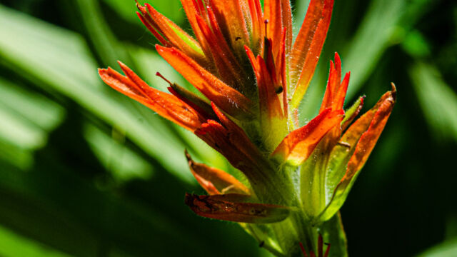 Castilleja miniata ssp. miniata Scarlet paintbrush, Castilleja miniata ssp. miniata