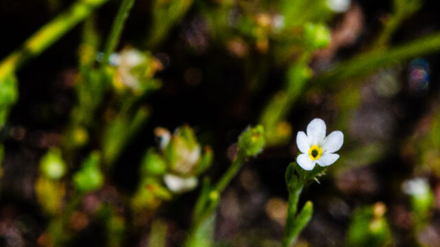 Plagiobothrys hispidulus (most likely, but no fruit present) Harsh popcornflower, Plagiobothrys hispidulus