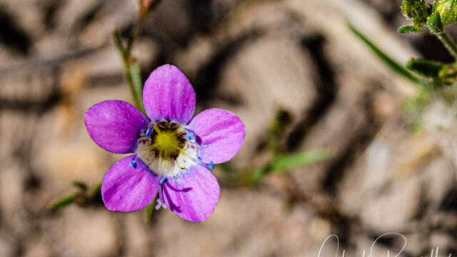 Navarretia leptalea ssp. bicolor Bridges' pincushionplant, Navarretia leptalea ssp. bicolor