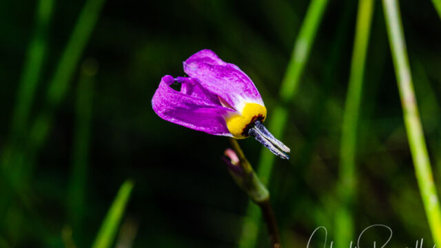 Primula tetrandra Alpine shooting star, Primula tetrandra