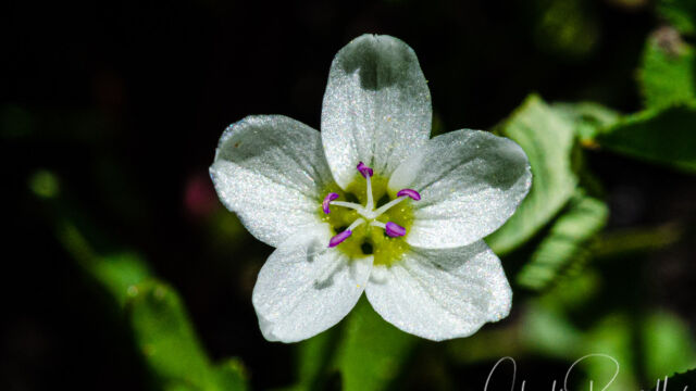 Montia chamissoi Toad lily, Montia chamissoi