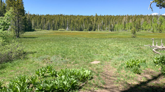 2nd meadow, first of the big meadows. This is the wettest of the meadows Page Meadows