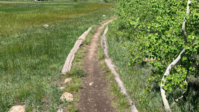 Edge of the second meadow. This meadow has standing water. There is a path along the edge Page Meadows