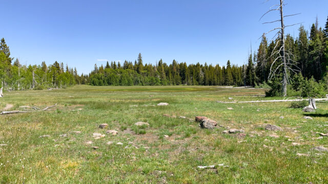 Third meadow, this is drier than the second, but there is still some water far out. The trail skirts the edge. Lots of Porterella here, an aspen grove on the north (left) Page Meadows