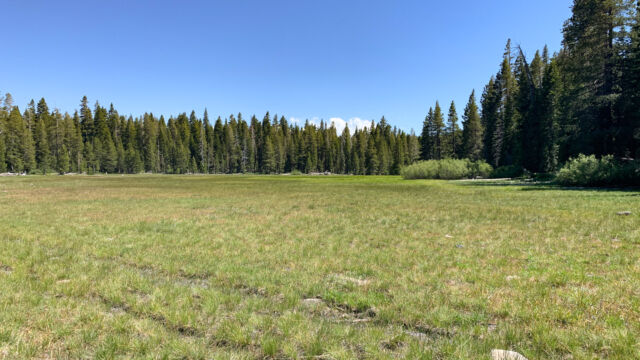 The fourth meadow was the driest of all. For the most part, the flowers were past prime here, but there were some good finds near the edges Page Meadows