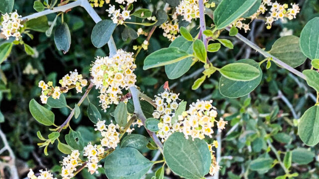 Ceanothus cordulatus Mountain whitethorn, Ceanothus cordulatus