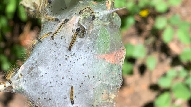 Malacosoma californica Western Tent Caterpillar, Malacosoma californica
