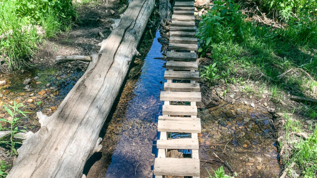 As you get closer to the first meadow, there is a stream/marshy spot. Lots of flowers here. This is set up for mountain bikes to cross Page Meadows