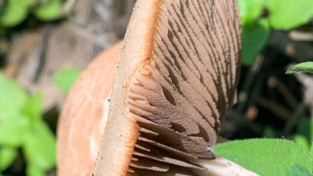 Agrocybe